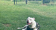 Jasper is registered to the contest to win money with this photo: dog, white_dog, harness, grass, lawn, outdoor, fence, chain_link_fence, trees, greenery, sunny, nature, pet, canine, resting, happy, smiling, daytime, park, animal