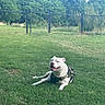 dog, white_dog, harness, grass, lawn, outdoor, fence, chain_link_fence, trees, greenery, sunny, nature, pet, canine, resting, happy, smiling, daytime, park, animal