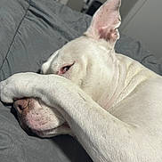Jasper joined the competition — help win amazing prizes! dog, white_dog, paw, face, ear, sleepy, blanket, bed, indoor, closeup, pet, animal, resting, cute, covering_face, nap, fur, relaxed, canine, comfort