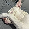 dog, white_dog, paw, face, ear, sleepy, blanket, bed, indoor, closeup, pet, animal, resting, cute, covering_face, nap, fur, relaxed, canine, comfort