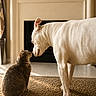 cat, dog, tabby_cat, white_dog, carpet, fireplace, indoor, pet, animal, furry, friendship, curious, gentle, nose_to_nose, cozy, home, natural_light, peaceful, domestic, bond