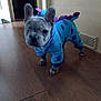 Aika participe au concours pour gagner de l'argent avec cette photo : animal, blue, canine, clothing, costume, curious, cute, dinosaur, dog, floor, french_bulldog, indoor, one-eyed, onesie, pet, puppy, purple, small_dog, standing, wooden_floor
