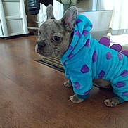 Aika a rejoint le concours — aidez-le/la à gagner de superbes lots ! animal, blue, clothing, costume, curious, cute, dog, ears, face, floor, fur, home, indoor, onesie, pet, puppy, purple, sitting, small_dog, wooden_floor