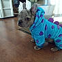 animal, blue, clothing, costume, curious, cute, dog, ears, face, floor, fur, home, indoor, onesie, pet, puppy, purple, sitting, small_dog, wooden_floor