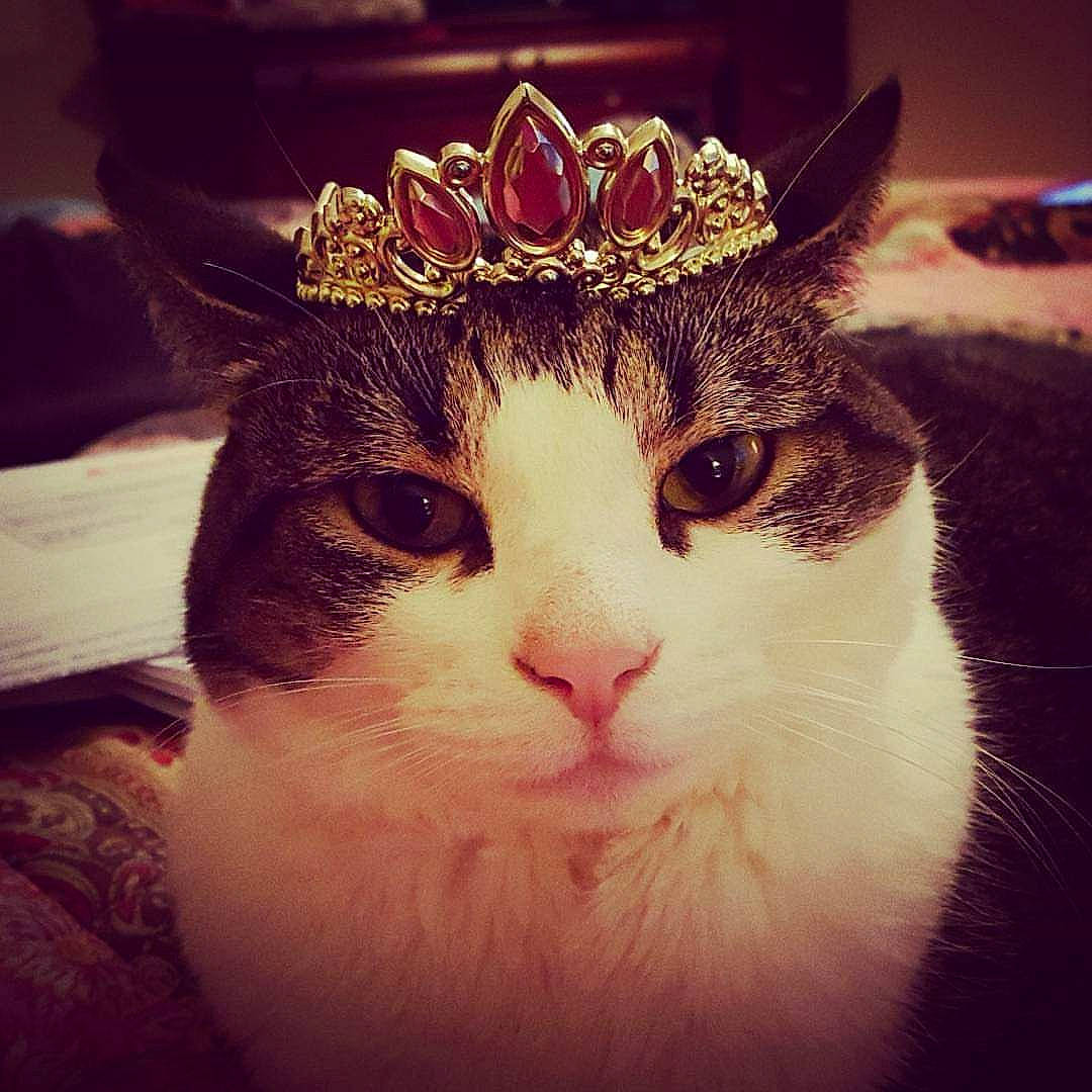 Jilly is registered to the contest to win money with this photo: carnivore, cat, crown, ear, eye, fashion_accessory, felidae, fur, hat, head, headgear, headpiece, nose, small_to_medium_sized_cats, snout, square, whiskers