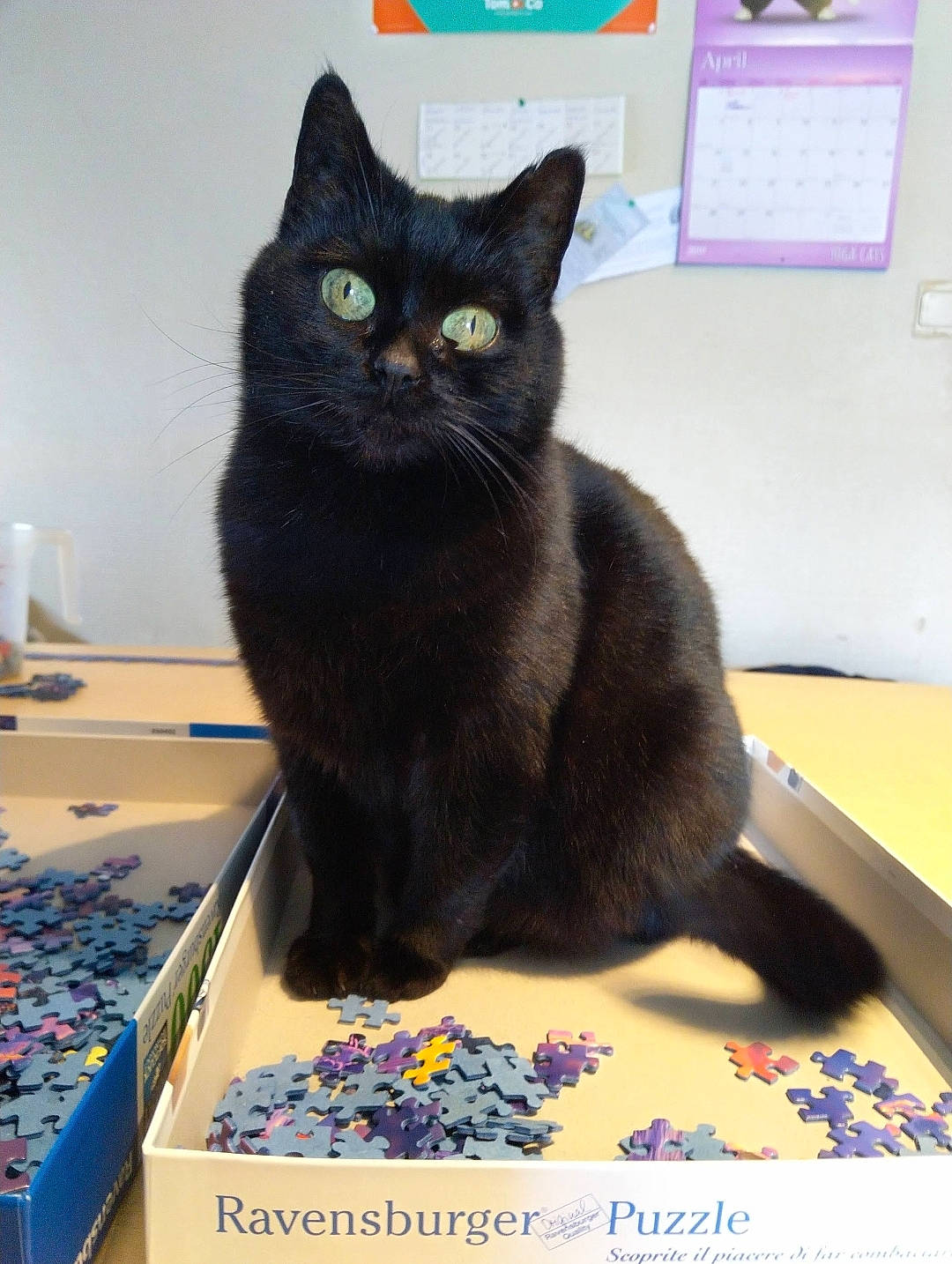 Mimoune a rejoint le concours — aidez-le/la à gagner de superbes lots ! black_cat, bombay, box, carnivore, cat, cat_furniture, cat_supply, chartreux, desk, domestic_short_haired_cat, felidae, fur, korat, puzzle, room, small_to_medium_sized_cats, snout, tail, whiskers, window