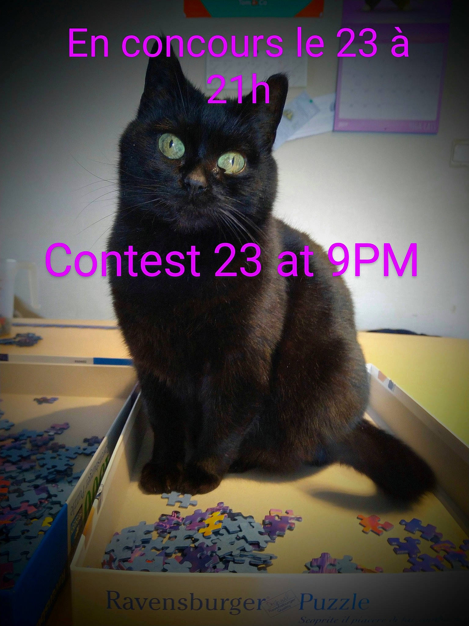 Mimoune a rejoint le concours — aidez-le/la à gagner de superbes lots ! black, black_cat, bombay, carnivore, cat, domestic_short_haired_cat, felidae, font, fur, grey, iris, magenta, pet_supply, photo_caption, purple, small_to_medium_sized_cats, snout, tail, violet, whiskers