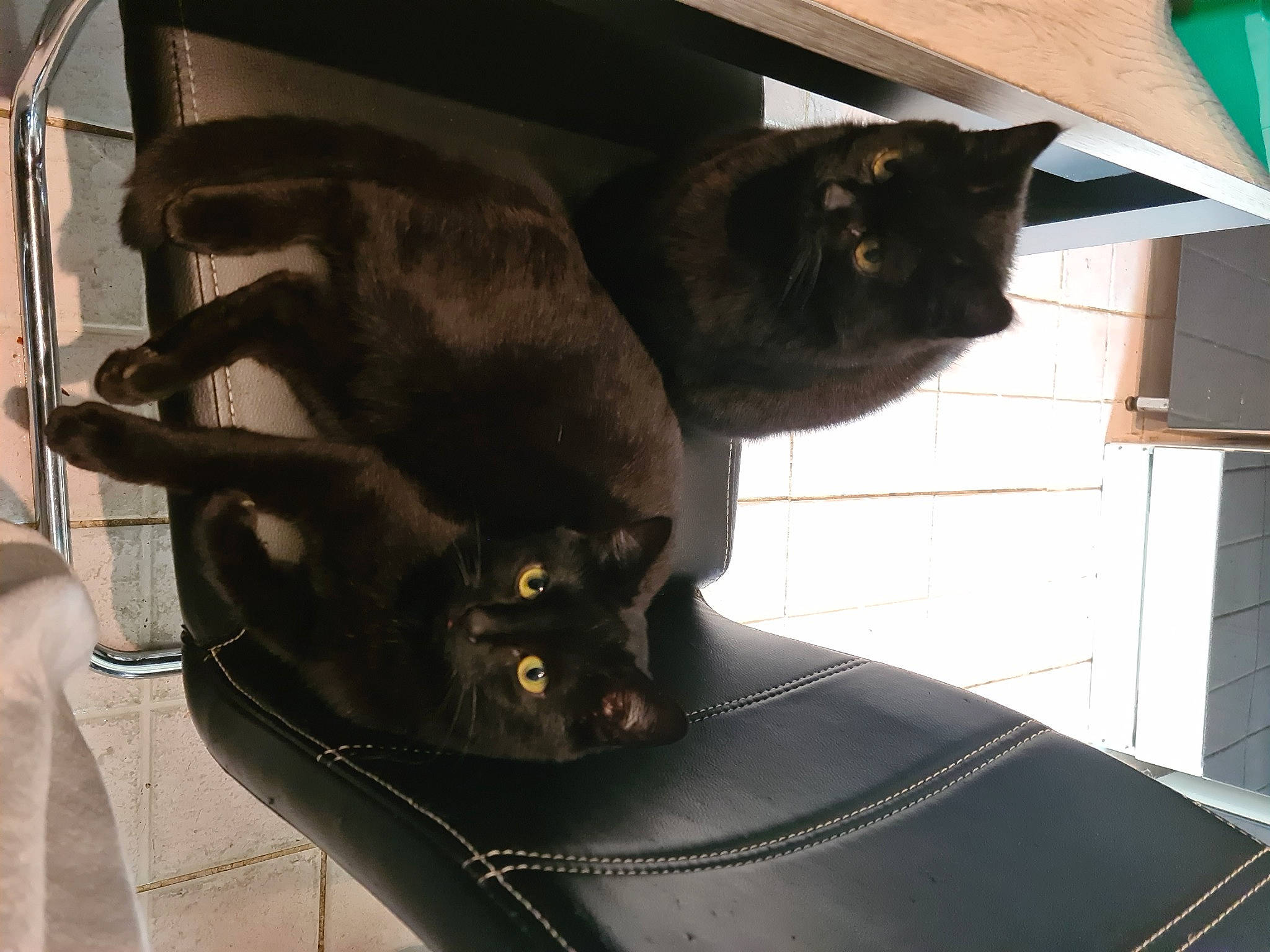 Miya a rejoint le concours — aidez-le/la à gagner de superbes lots ! black, black_cat, bombay, brown, carnivore, cat, chair, comfort, domestic_short_haired_cat, felidae, fur, grey, mammal, sitting, small_to_medium_sized_cats, snout, tail, vertebrate, whiskers, window