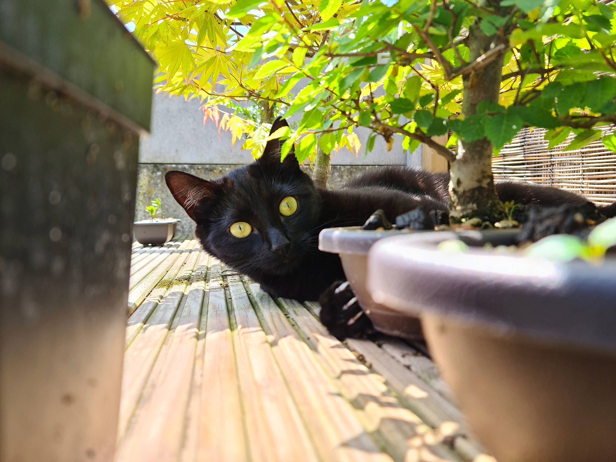 Miya a rejoint le concours — aidez-le/la à gagner de superbes lots ! black_cat, carnivore, cat, domestic_short_haired_cat, eye, felidae, flowerpot, fur, grass, hardwood, houseplant, plant, porch, sitting, small_to_medium_sized_cats, stairs, tail, tree, whiskers, wood