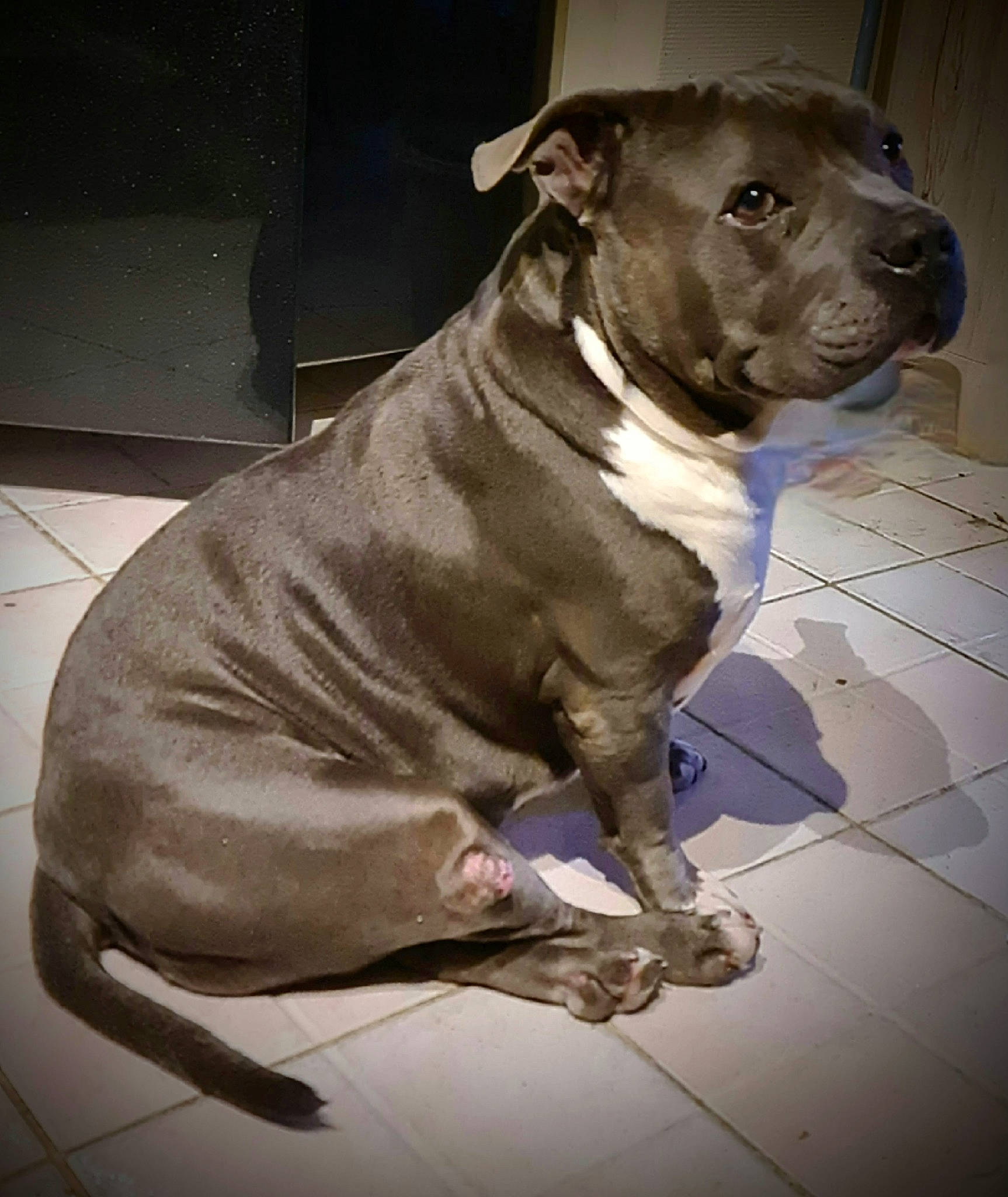 Dollar participe au concours pour gagner de l'argent avec cette photo : carnivore, companion_dog, dog, dog_breed, dog_collar, fawn, flooring, grey, hunting_dog, liver, metal, molosser, non_sporting_group, pet_supply, snout, sporting_group, terrestrial_animal, whiskers, working_animal, working_dog