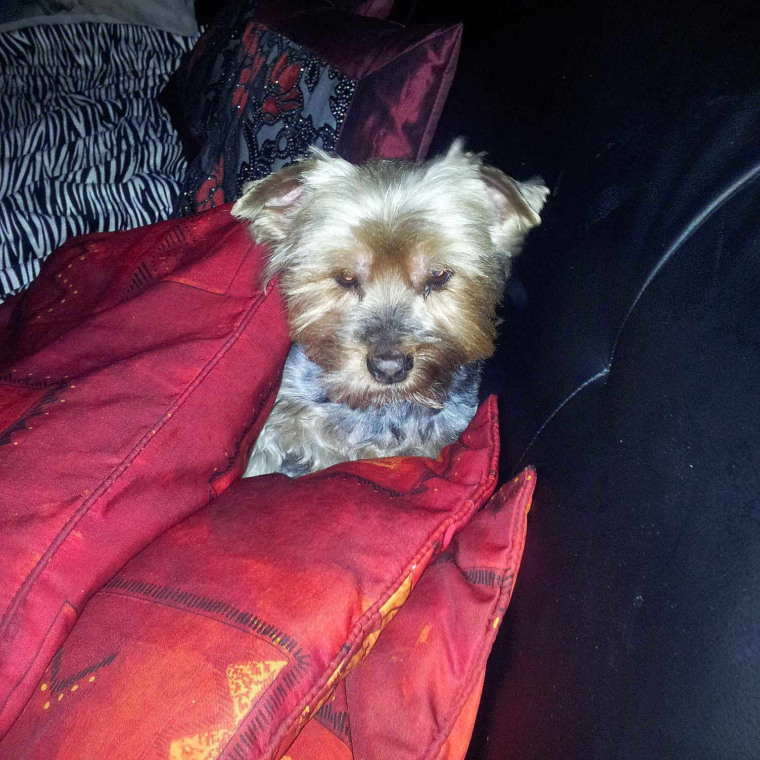 Chipie