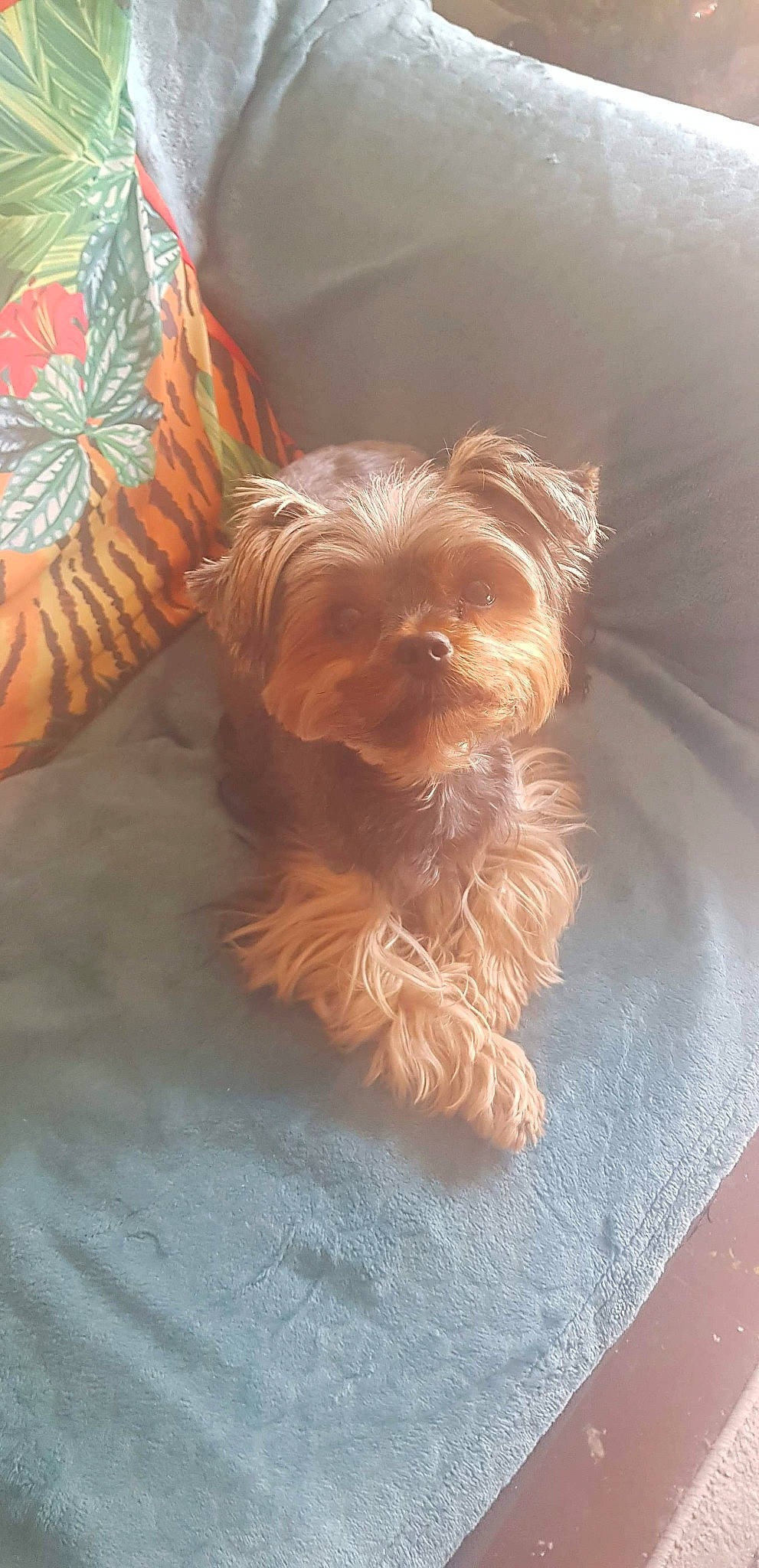 Chanel a rejoint le concours — aidez-le/la à gagner de superbes lots ! australian_silky_terrier, australian_terrier, bolonka, canidae, carnivore, companion_dog, dog, dog_breed, glen_of_imaal_terrier, maltepoo, mammal, morkie, puppy, rare_breed_dog, schnoodle, small_terrier, terrier, toy_dog, yorkipoo, yorkshire_terrier