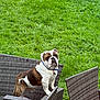 animal, backyard, brown_and_white, bulldog, chair, collar, curious, daylight, dog, domestic_animal, fur, garden, grass, looking, mammal, nature, outdoor, pet, standing, wicker_furniture