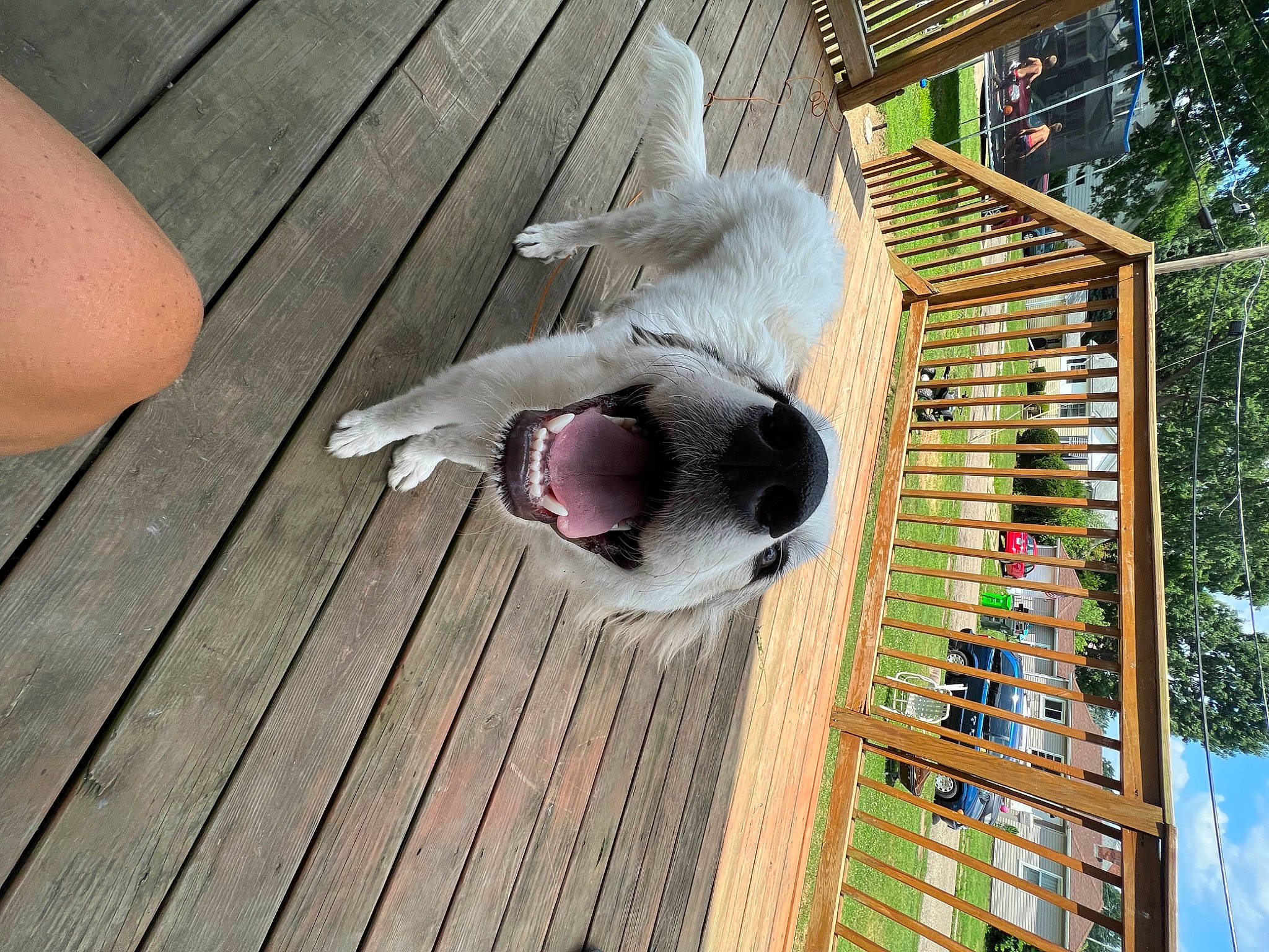 Sadie is registered to the contest to win money with this photo: building, carnivore, companion_dog, dog, dog_breed, facade, fawn, flooring, hardwood, house, leisure, plank, sporting_group, sunglasses, tail, tree, wood, wood_flooring, wood_stain