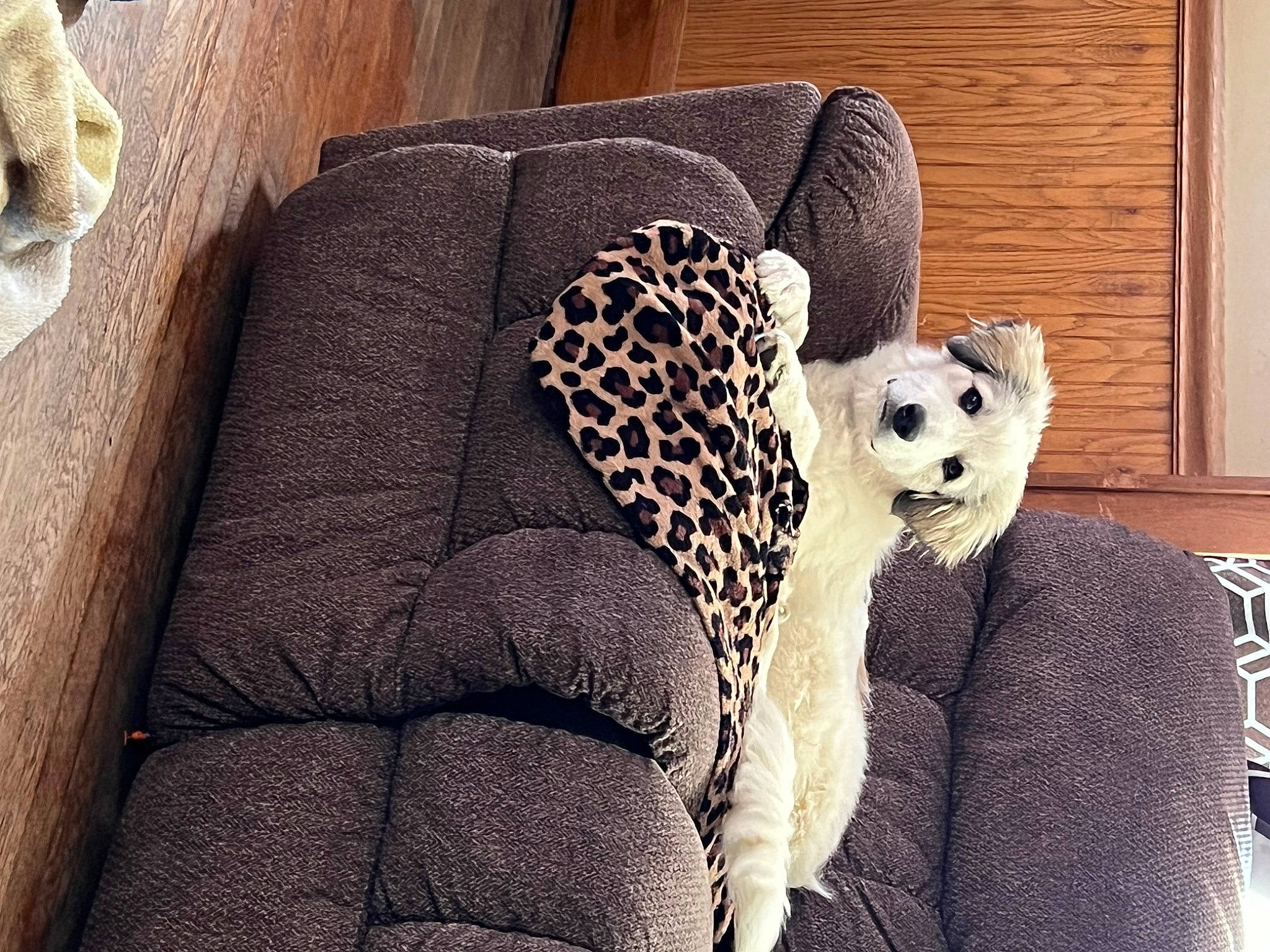 Sadie joined the competition — help win amazing prizes! bedding, carnivore, comfort, companion_dog, couch, cushion, felidae, flooring, fur, grey, linens, monochrome, pattern, room, sitting, stuffed_toy, terrestrial_animal, throw_pillow, toy, wood