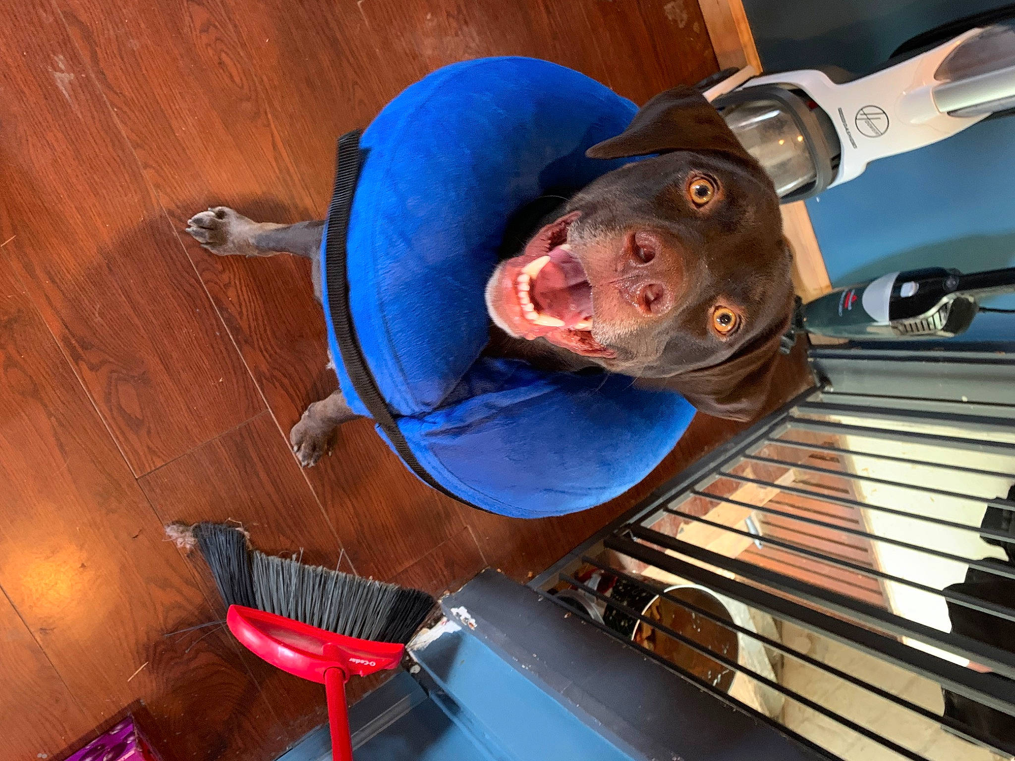 Zuma is registered to the contest to win money with this photo: automotive_design, automotive_exterior, automotive_lighting, automotive_wheel_system, blue, bumper, car, electric_blue, flooring, grille, hardwood, hat, hood, machine, metal, motor_vehicle, steel, vehicle_door, wood, wood_stain