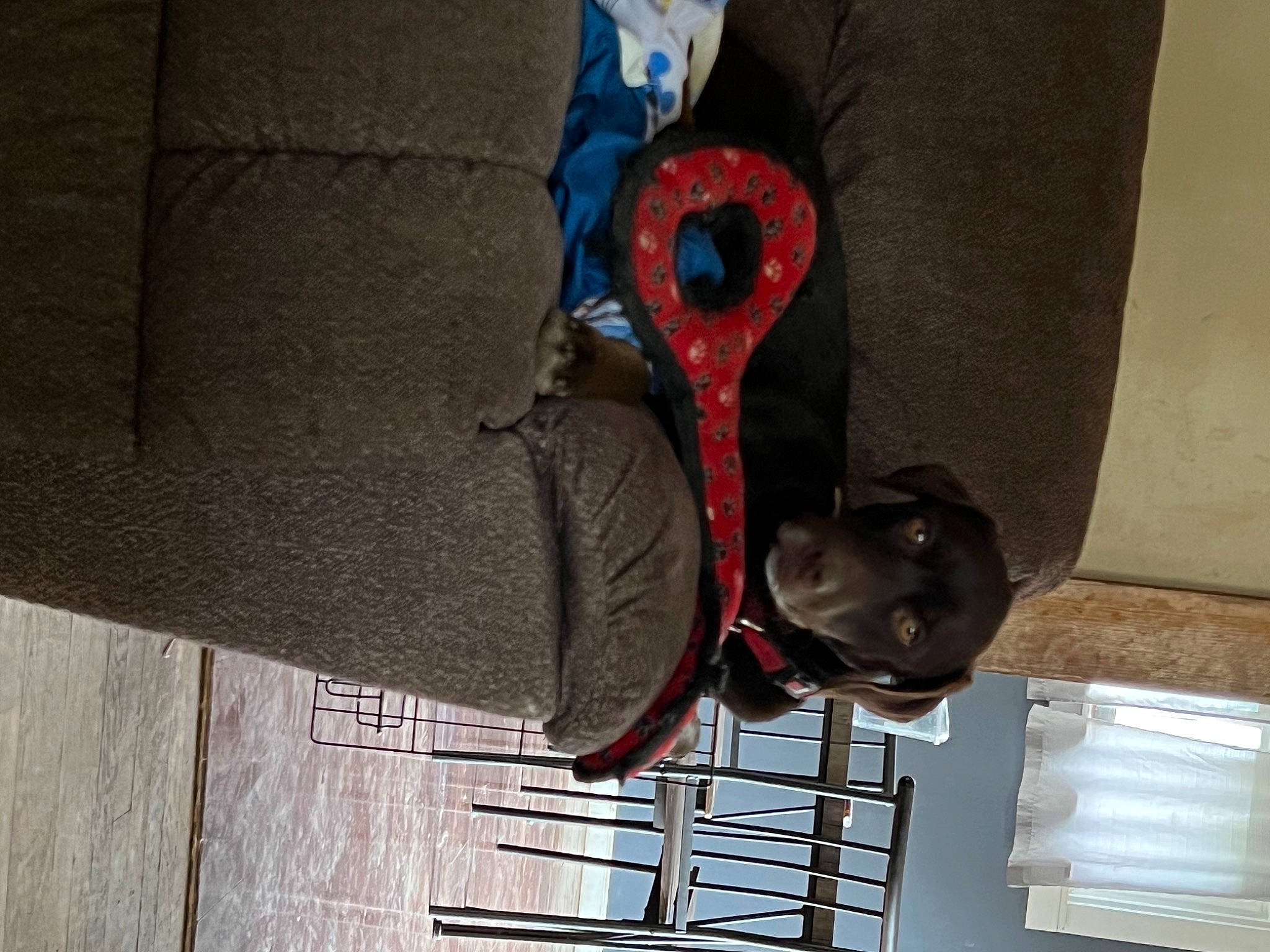 Zuma joined the competition — help win amazing prizes! art, carmine, collar, concrete, electric_blue, helmet, metal, sculpture, statue, window, wood