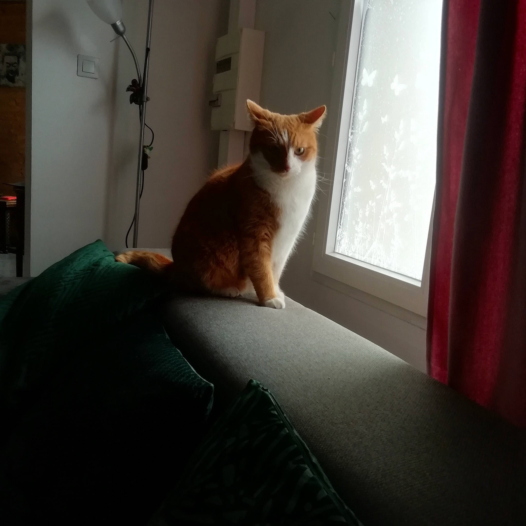 Vaako participe au concours pour gagner de l'argent avec cette photo : carnivore, cat, felidae, floor, fur, furniture, home, interior_design, kitten, light, morning, room, sitting, small_to_medium_sized_cats, snapshot, sunlight, tail, whiskers, window, wood