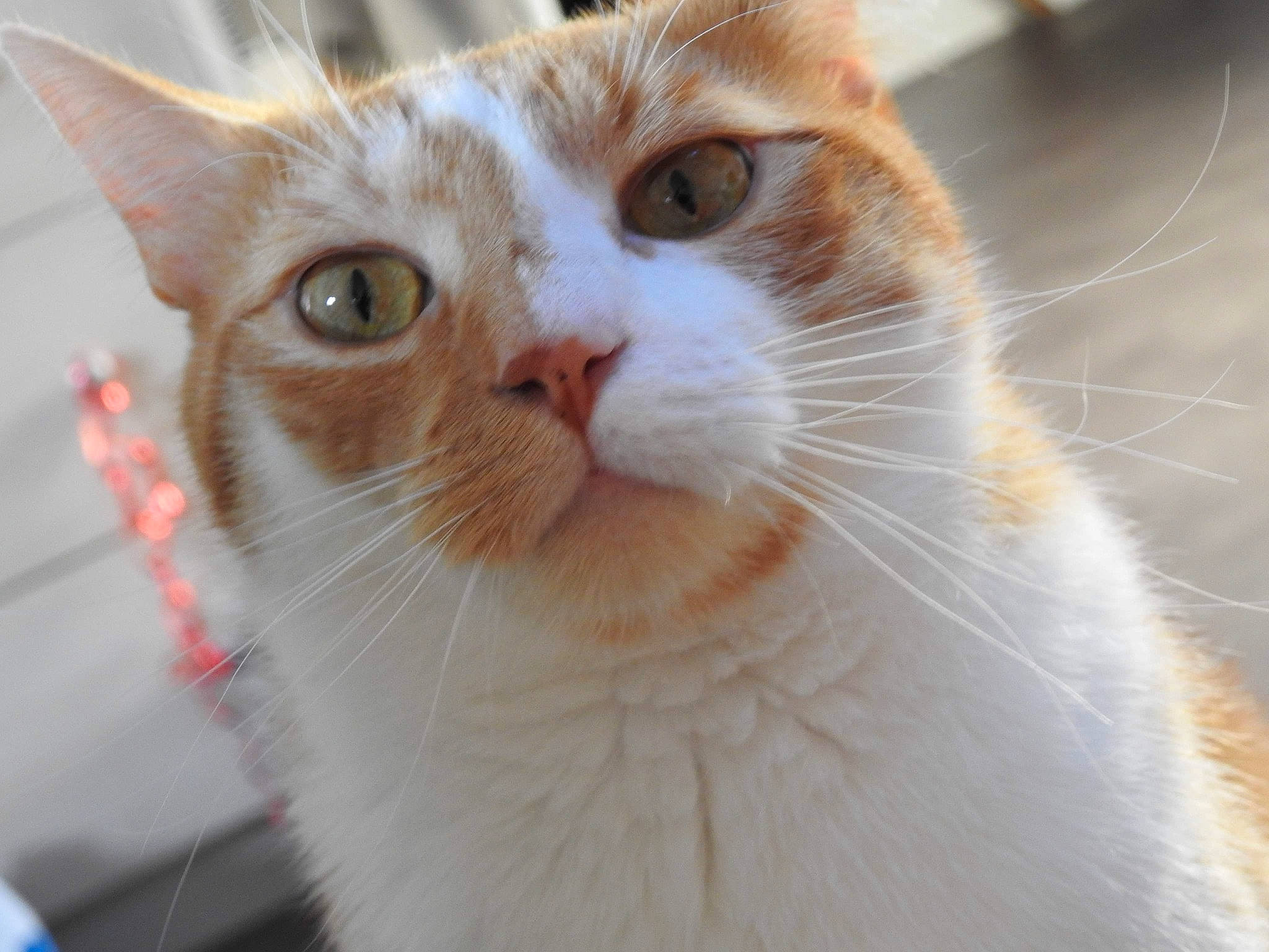 Vaako a rejoint le concours — aidez-le/la à gagner de superbes lots ! aegean_cat, american_wirehair, arabian_mau, asian, carnivore, cat, domestic_short_haired_cat, european_shorthair, eye, fawn, felidae, fur, mammal, nose, polydactyl_cat, small_to_medium_sized_cats, snout, turkish_van, whiskers