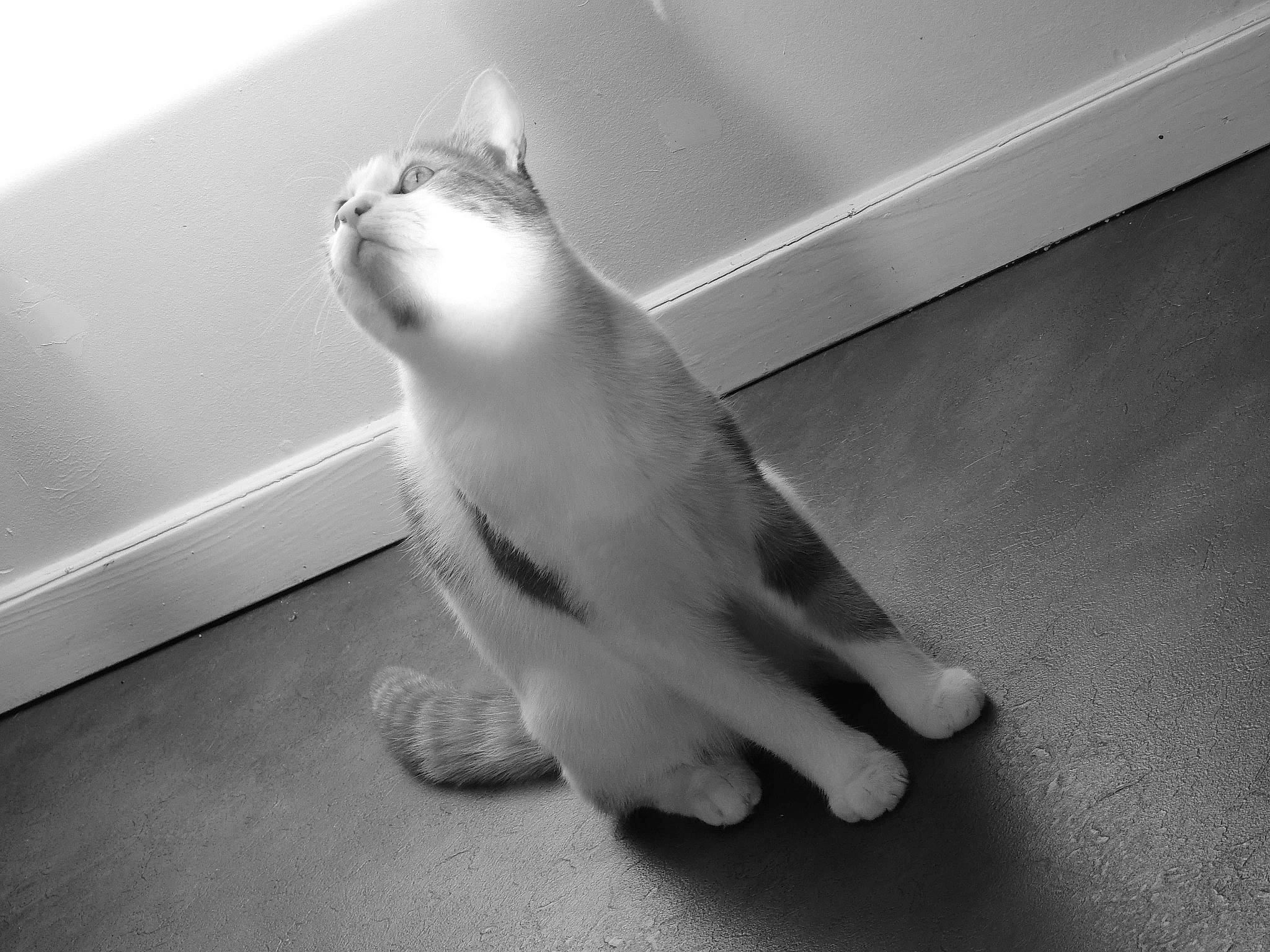 Wotan participe au concours pour gagner de l'argent avec cette photo : arm, black_and_white, carnivore, cat, felidae, finger, foot, fur, hand, kitten, leg, monochrome, paw, polydactyl_cat, small_to_medium_sized_cats, snapshot, style, tail, whiskers, white