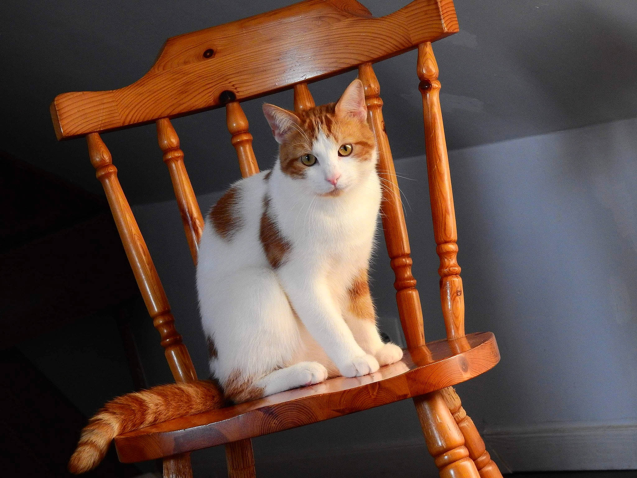 Wotan participe au concours pour gagner de l'argent avec cette photo : aegean_cat, carnivore, cat, chair, domestic_short_haired_cat, felidae, furniture, small_to_medium_sized_cats, turkish_van, whiskers