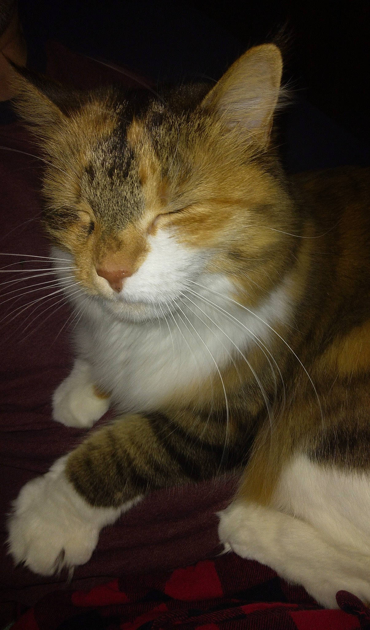 Phoebe is registered to the contest to win money with this photo: carnivore, cat, claw, close_up, domestic_short_haired_cat, fawn, felidae, fur, mammal, night, paw, sitting, small_to_medium_sized_cats, snout, tail, terrestrial_animal, vertebrate, whiskers, window, wood