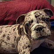 Odie joined the competition — help win amazing prizes! animal, blanket, canine, close_up, companion, couch, cute, dog, domestic_animal, ears, face, fur, indoor, laying_down, living_room, looking_at_camera, pet, portrait, relaxed, spotted