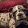 Odie