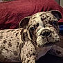 animal, blanket, canine, close_up, companion, couch, cute, dog, domestic_animal, ears, face, fur, indoor, laying_down, living_room, looking_at_camera, pet, portrait, relaxed, spotted