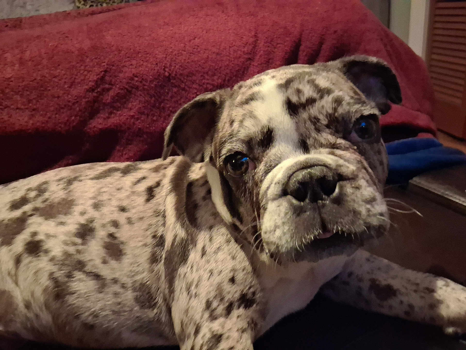Odie