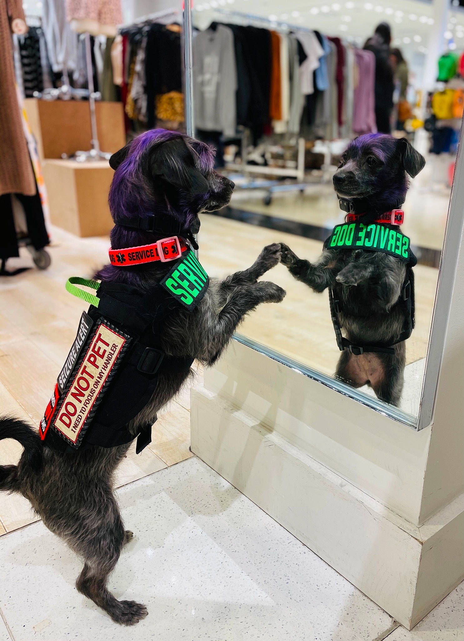 Nova joined the competition — help win amazing prizes! canidae, carnivore, companion_dog, dog, dog_breed, flat_coated_retriever, guard_dog, leash, miniature_schnauzer, portuguese_water_dog, puppy, schnauzer, sporting_group, tail