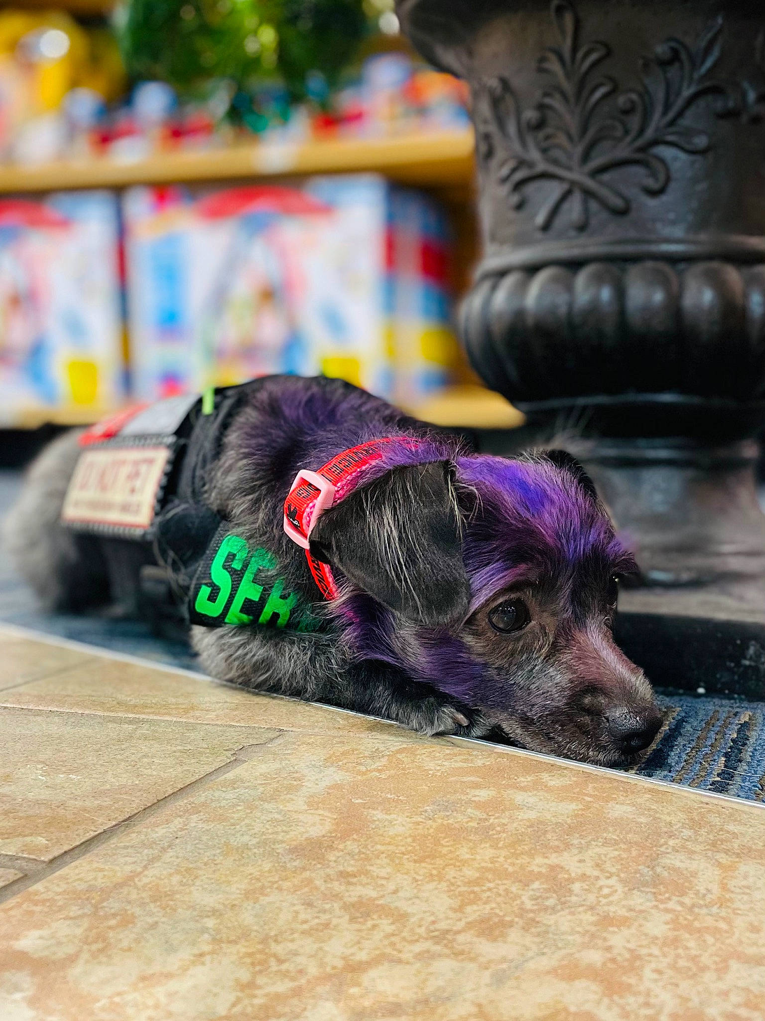 Nova joined the competition — help win amazing prizes! canidae, carnivore, companion_dog, dog, dog_breed, dog_clothes, dog_collar, leash, magenta, pink, puppy, snout, sporting_group
