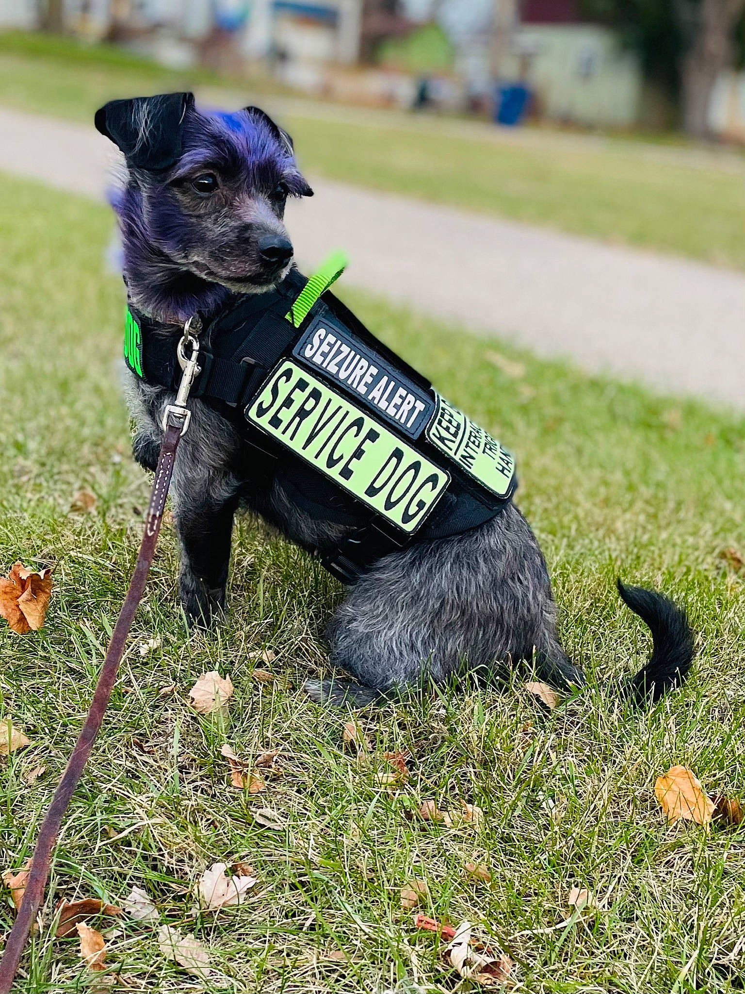 Nova is registered to the contest to win money with this photo: canidae, carnivore, collar, companion_dog, dog, dog_breed, dog_clothes, dog_collar, grass, lawn, leash, mammal, miniature_schnauzer, obedience_training, puppy, sporting_group, terrier