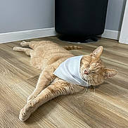 Stevie joined the competition — help win amazing prizes! cat, ginger_cat, bandana, indoor, wooden_floor, relaxed, furniture, black_chair, pet, animal, flooring, domestic_cat, resting, sleepy, whiskers, ears, tail, four_legs, cozy, home