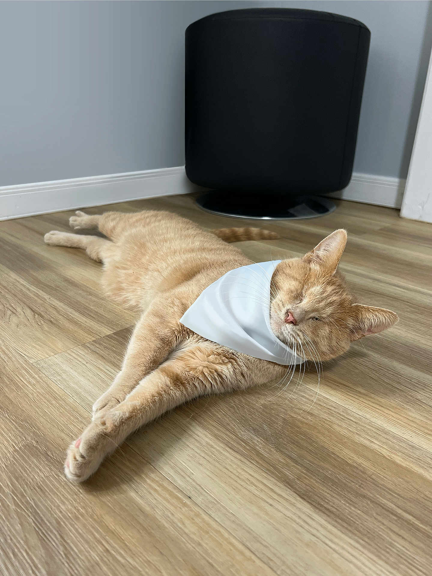Stevie joined the competition — help win amazing prizes! cat, ginger_cat, bandana, indoor, wooden_floor, relaxed, furniture, black_chair, pet, animal, flooring, domestic_cat, resting, sleepy, whiskers, ears, tail, four_legs, cozy, home