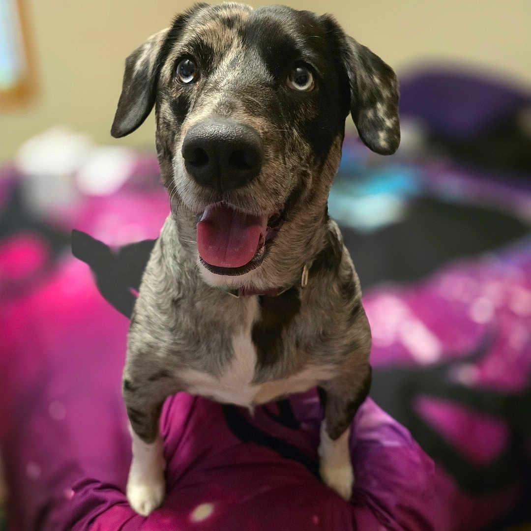 Blu joined the competition — help win amazing prizes! animal, bed, bedroom, canine, closeup, cute, dog, domestic, ears, fur_pattern, furry, happy, indoor, looking_up, muzzle, pet, playful, portrait, purple, tongue_out