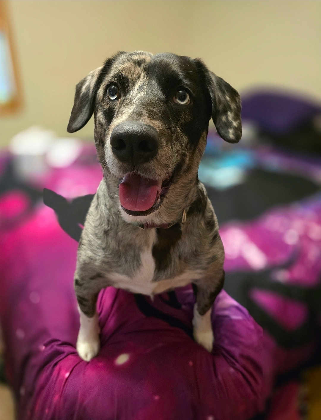Blu joined the competition — help win amazing prizes! dog, pet, indoor, bed, purple, tongue_out, happy, animal, canine, closeup, portrait, furry, ears, muzzle, fur_pattern, bedroom, domestic, cute, looking_up, playful