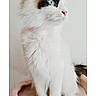 Lennon joined the competition — help win amazing prizes! cat, fluffy, white_cat, blue_eyes, pet, animal, feline, sitting, perch, indoor, soft, cute, domestic_cat, portrait, whiskers, pink, fur, looking_away, calm, closeup