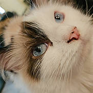 Lennon is registered to the contest to win money with this photo: cat, blue_eyes, fluffy, close_up, pink_nose, whiskers, indoor, curious, pet, animal, feline, soft_fur, face, looking_up, cute, mammal, domestic_animal, portrait, cozy