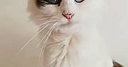 Lennon is registered to the contest to win money with this photo: cat, blue_eyes, white_fur, fluffy, pet, animal, domestic_cat, pink_bed, cute, portrait, whiskers, ears, sitting, feline, indoor, soft_texture, closeup, looking, calm, background