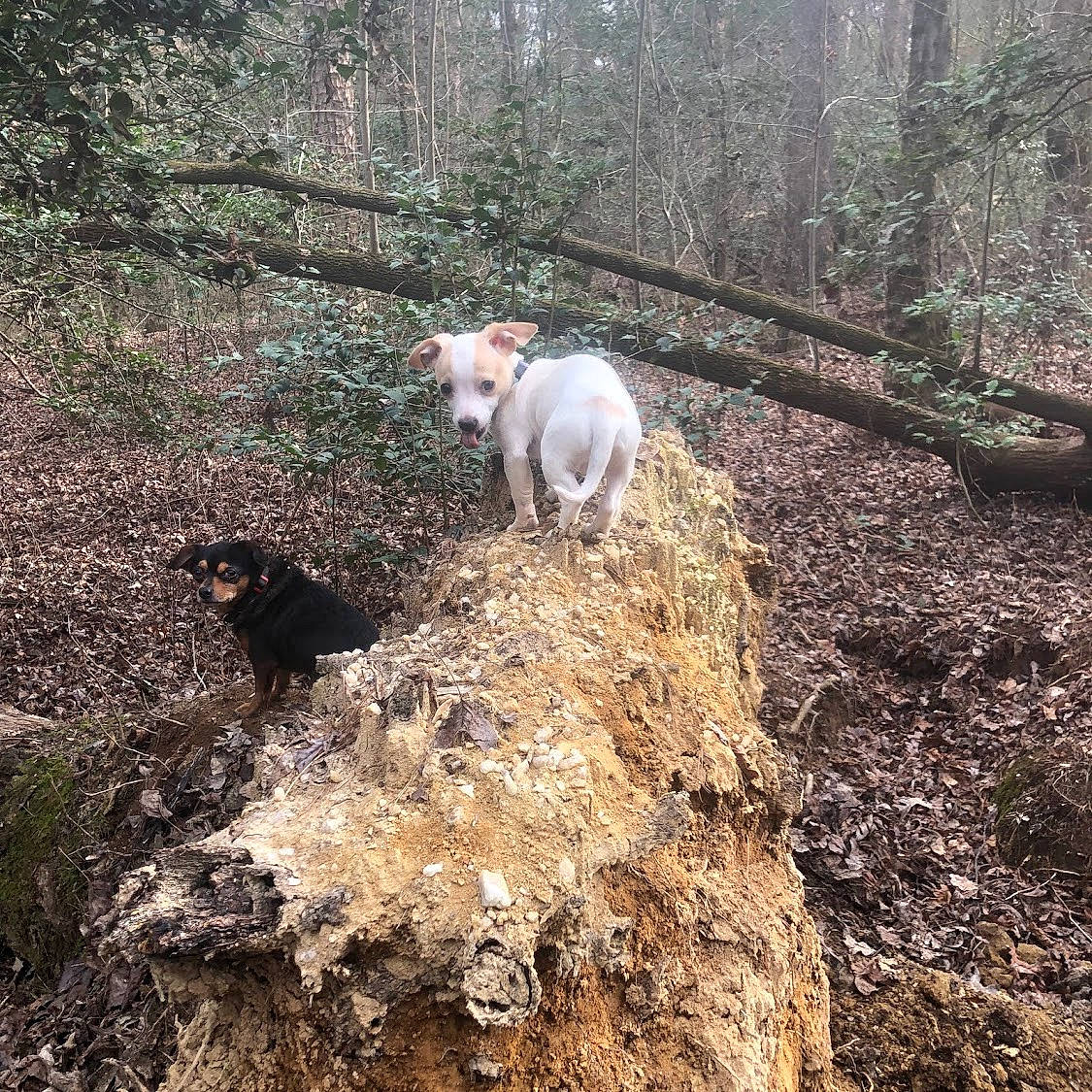 Snoopy joined the competition — help win amazing prizes! carnivore, dog, dog_breed, fawn, forest, grass, livestock, natural_landscape, plant, sheep, snout, soil, sporting_group, tail, terrestrial_animal, tree, wood, woodland, working_animal