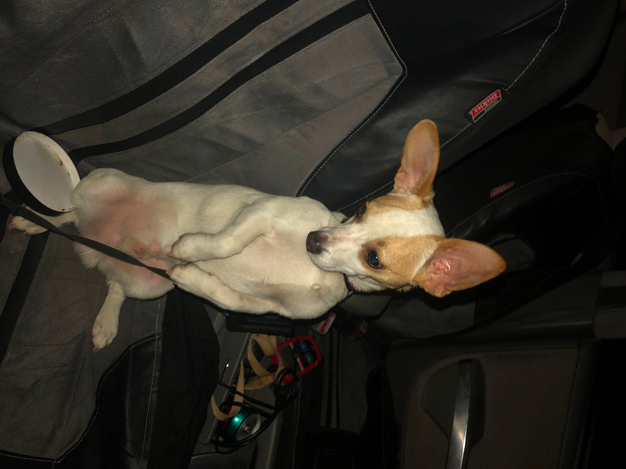 Snoopy is registered to the contest to win money with this photo: canidae, carnivore, dog, dog_breed, ear, event, fawn, flesh, gesture, guard_dog, kitchen_utensil, non_sporting_group, sporting_group, thumb, vehicle_door, wrist