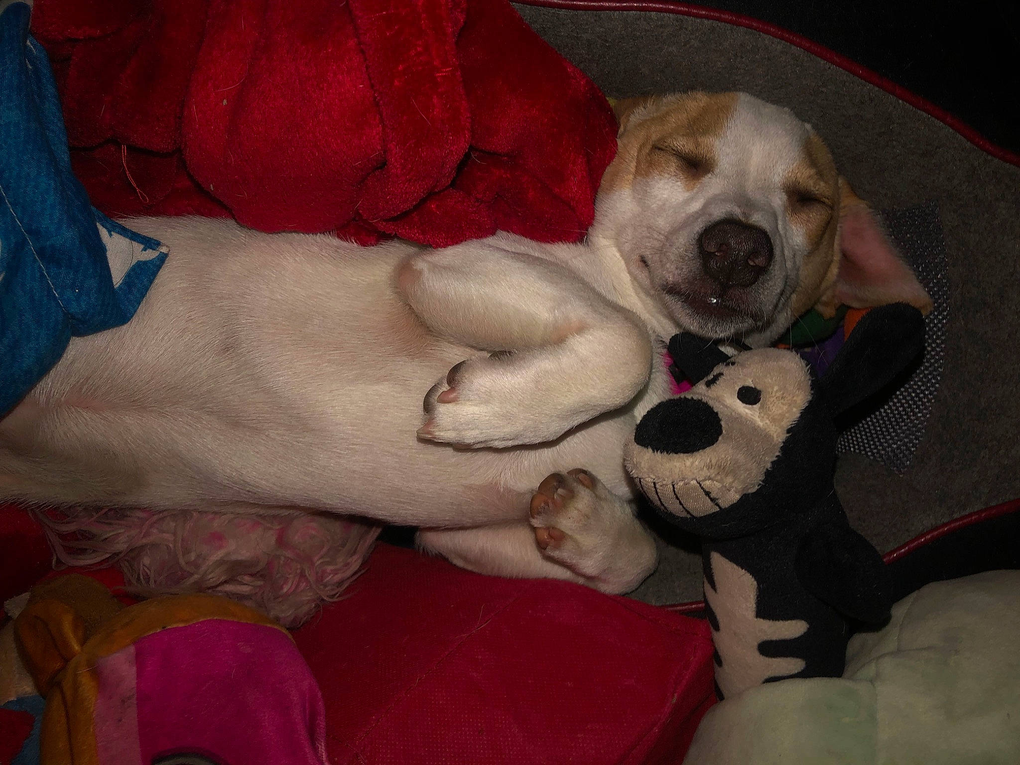 Snoopy is registered to the contest to win money with this photo: canidae, carnivore, collar, comfort, companion_dog, dog, dog_breed, dog_supply, fawn, fur, guard_dog, linens, non_sporting_group, pet_supply, puppy_love, snout, sporting_group, toy_dog, whiskers, working_animal