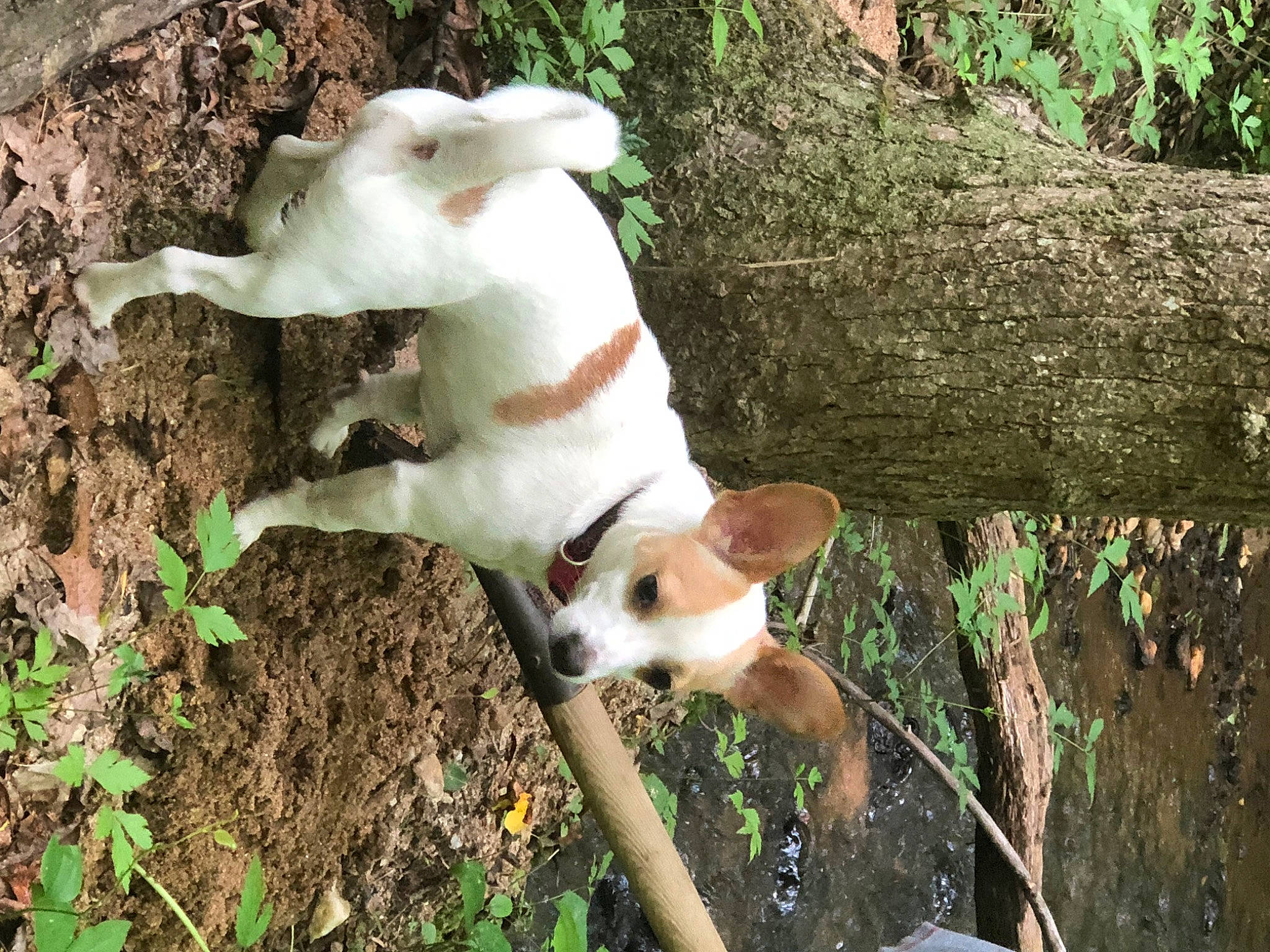 Snoopy is registered to the contest to win money with this photo: canidae, carnivore, companion_dog, dog, dog_breed, fawn, forest, grass, plant, snout, sporting_group, tail, terrestrial_animal, terrestrial_plant, tree, trunk, twig, wood, woodland, working_animal