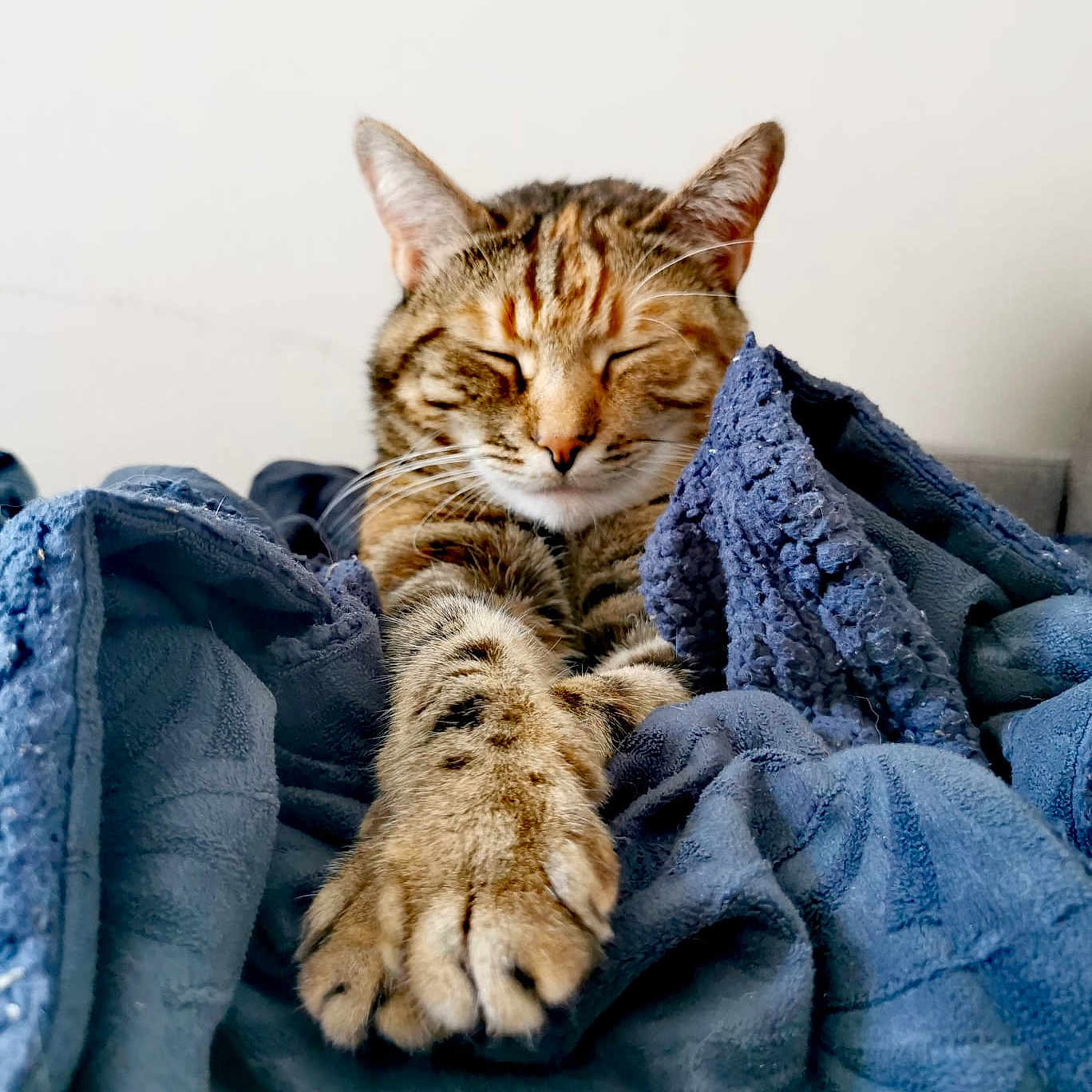 Dolce participe au concours pour gagner de l'argent avec cette photo : abyssinian, animal, blanket, cat, couch, furniture, kitten, laundry, manx, person, pet, quilt, sleeping