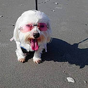 Cuddlebug is registered to the contest to win money with this photo: beach, canine, cute, dog, fluffy, fun, happy, leash, outdoor, pet, pink_sunglasses, playful, sand, shadow, small_dog, summer, sunglasses, sunny, tongue_out, white_dog