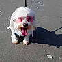 beach, canine, cute, dog, fluffy, fun, happy, leash, outdoor, pet, pink_sunglasses, playful, sand, shadow, small_dog, summer, sunglasses, sunny, tongue_out, white_dog