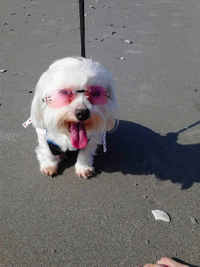 Cuddlebug is registered to the contest to win money with this photo: beach, canine, cute, dog, fluffy, fun, happy, leash, outdoor, pet, pink_sunglasses, playful, sand, shadow, small_dog, summer, sunglasses, sunny, tongue_out, white_dog