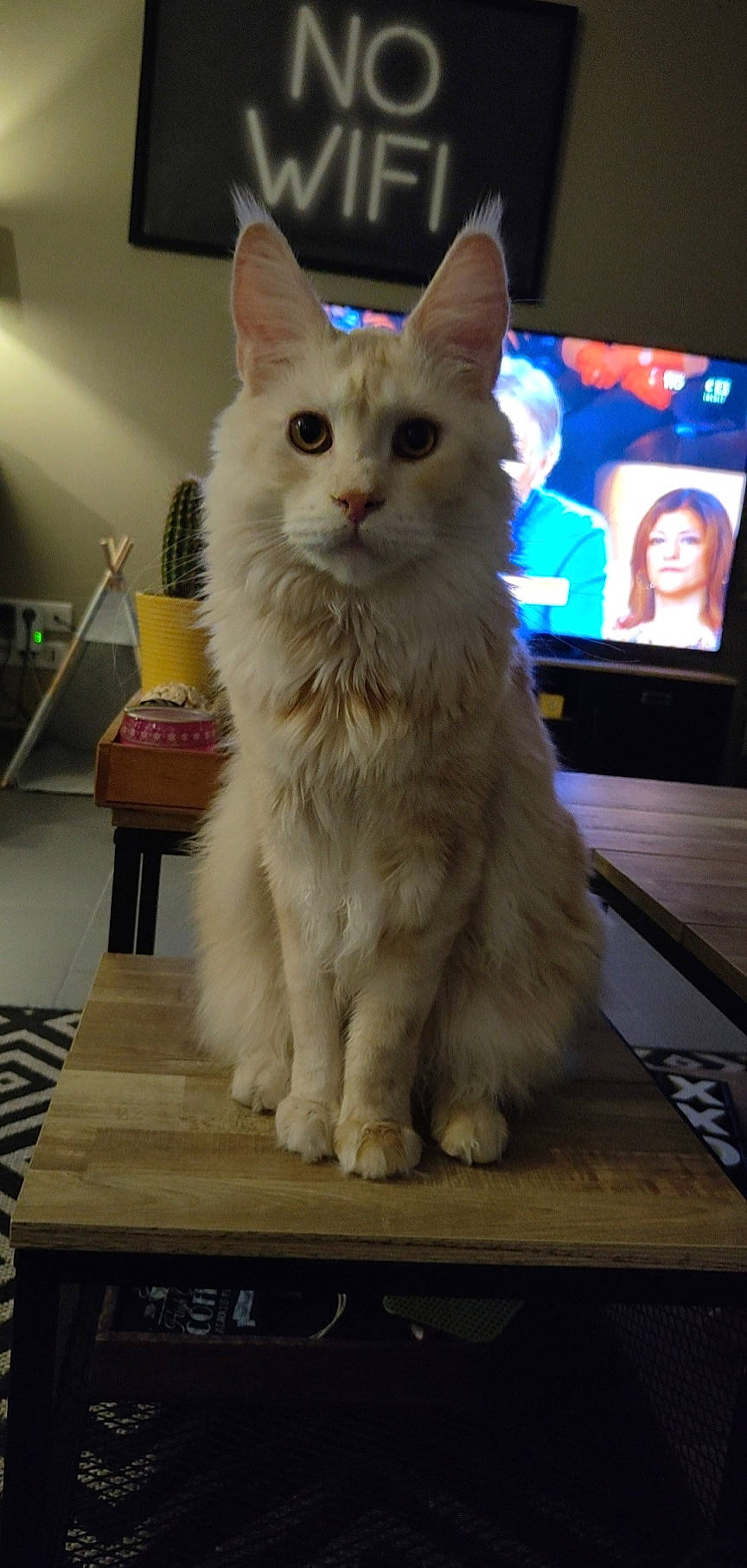 Sasha a rejoint le concours — aidez-le/la à gagner de superbes lots ! cable_television, carnivore, cat, computer_monitor, desk, display_device, domestic_short_haired_cat, felidae, flat_panel_display, fur, led_backlit_lcd_display, paw, small_to_medium_sized_cats, table, tail, television, television_set, whiskers