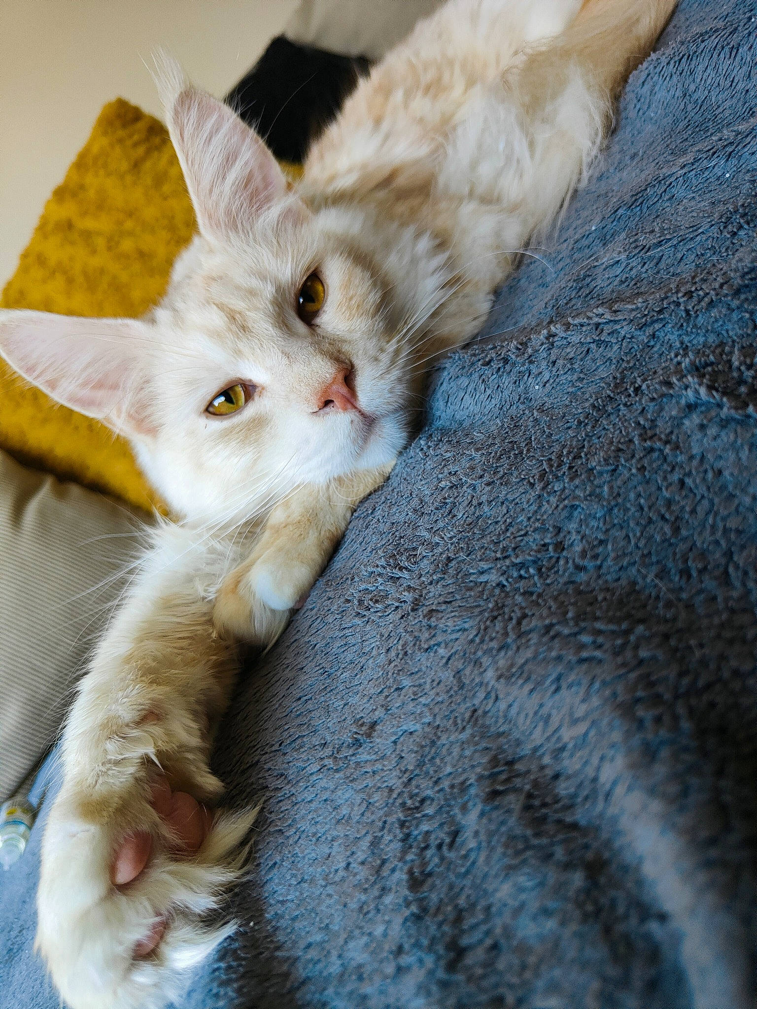 Sasha a rejoint le concours — aidez-le/la à gagner de superbes lots ! carnivore, cat, claw, comfort, domestic_short_haired_cat, fawn, felidae, fur, gesture, nap, paw, small_to_medium_sized_cats, snout, tail, textile, whiskers